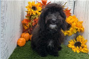 Olive - Havapoo for sale