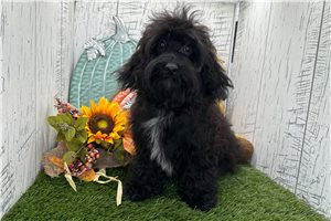 Zander - Havapoo for sale