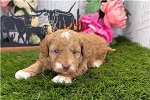 Macey - Havapoo for sale