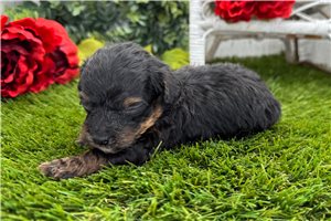 Colton - puppy for sale