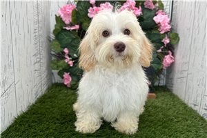 Ziggy - Havapoo for sale