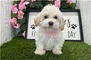 Ziggy - Havapoo for sale