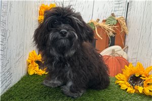 Callie - Havapoo for sale