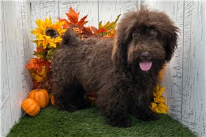 Oswald - Havapoo for sale
