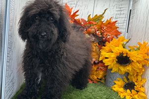 Octavia - puppy for sale