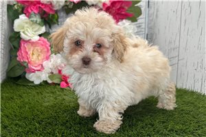 Kingston - Havapoo for sale