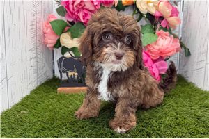 Ashley - Havapoo for sale