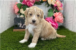 Milani - Havapoo for sale