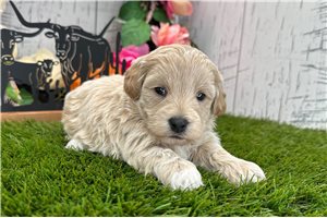 Malfoy - Havapoo for sale