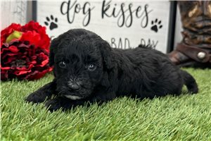 Olive - puppy for sale