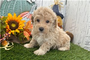 Nedra - Havapoo for sale