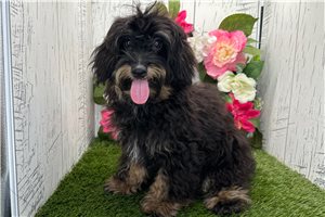 Carlos - Havapoo for sale
