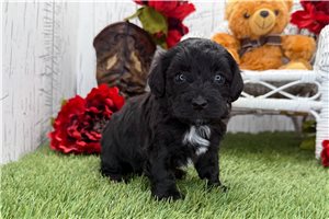 Zander - puppy for sale