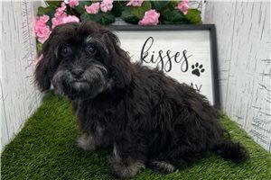 Callie - Havapoo for sale