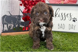 Amelia - Havapoo for sale