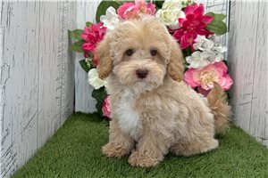 Kennedy - Havapoo for sale