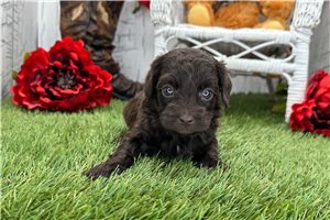 Zane - puppy for sale