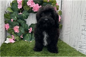 Zander - Havapoo for sale