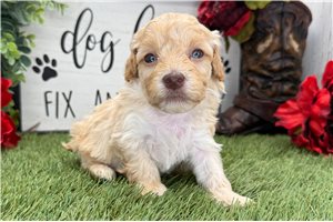 Koen - puppy for sale