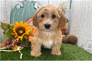 Zachary - Havapoo for sale