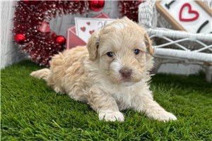 Arnold - Havapoo for sale