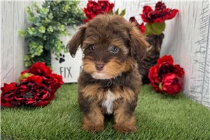 Mathias - Havapoo for sale