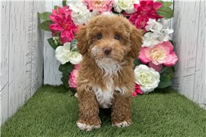 Macey - puppy for sale