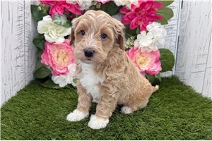 Milani - Havapoo for sale