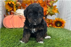 Naula - Havapoo for sale