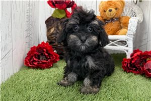 Callie - Havapoo for sale