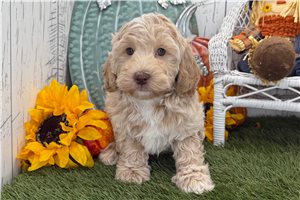 Camila - puppy for sale