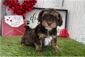 Fifi - Havapoo for sale