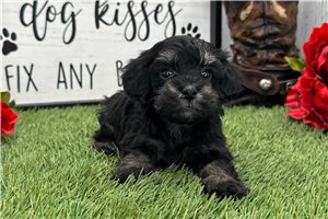 Callie - Havapoo for sale