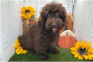 Oswald - Havapoo for sale