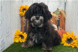 Carlos - Havapoo for sale