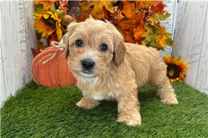 Zachary - Havapoo for sale
