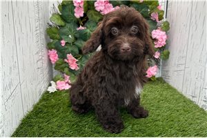 Zane - Havapoo for sale