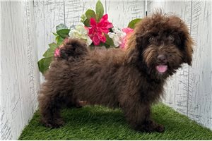 Oswald - puppy for sale