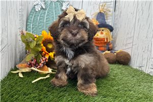 Zahara - Havapoo for sale
