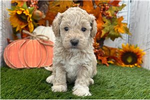 Nedra - Havapoo for sale
