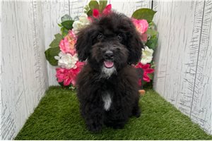 Olive - puppy for sale