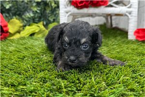 Callie - puppy for sale