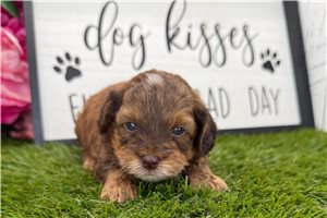 Kevin - Havapoo for sale