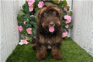 Zuri - Havapoo for sale