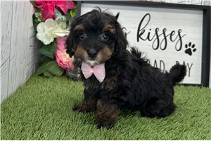 Colton - Havapoo for sale