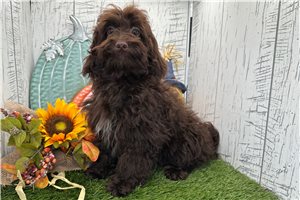 Zane - Havapoo for sale