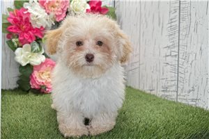 Kingston - Havapoo for sale