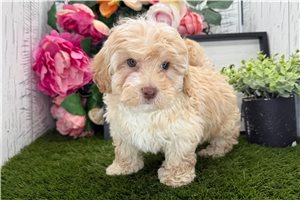 Arnold - Havapoo for sale