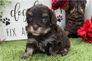 Kamilla - puppy for sale