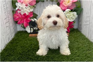 Ziggy - Havapoo for sale